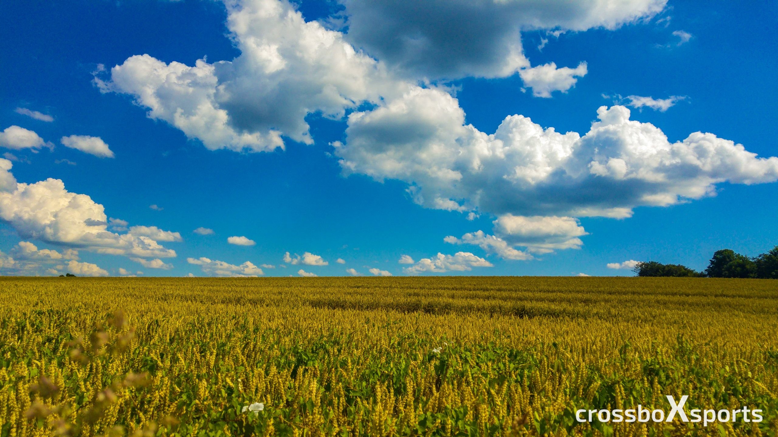 trail-running-kornfeld-blauer-himmel