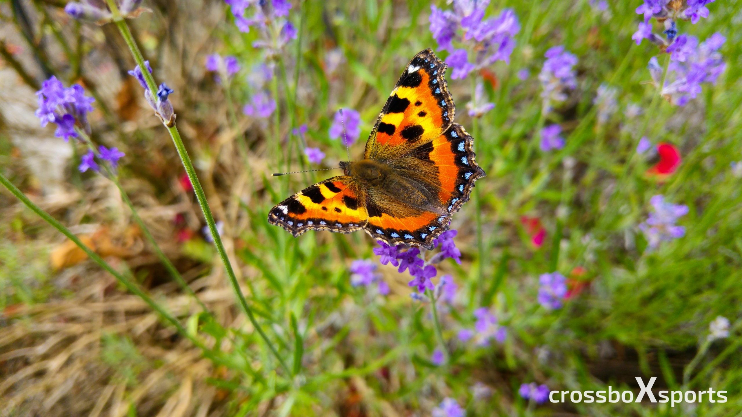trail-running-schmetterling-blumenwiese