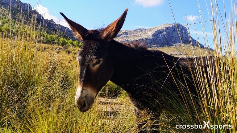 Esel in Mallorca Tramuntana Gebirge